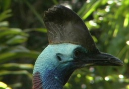 Cassowary, Southern 3