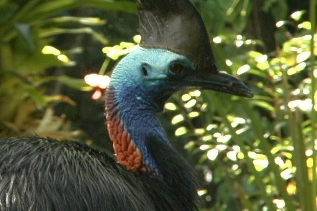 Cassowary, Southern 4