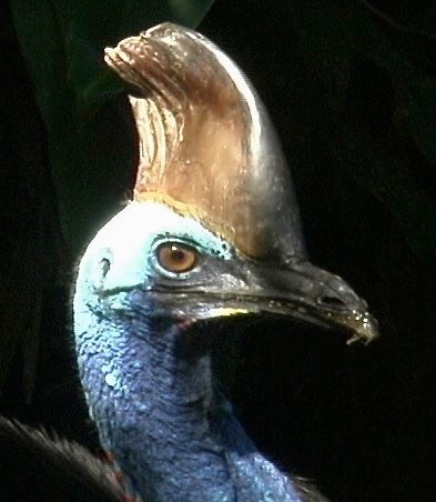 Cassowary, Southern 5-1