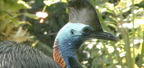 Cassowary