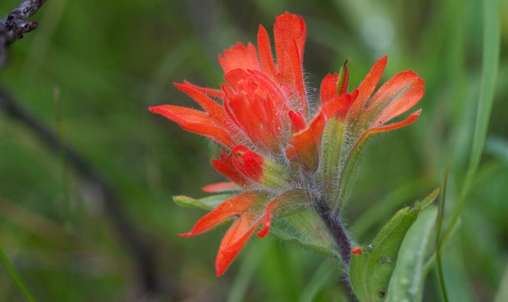 Castilleja 1