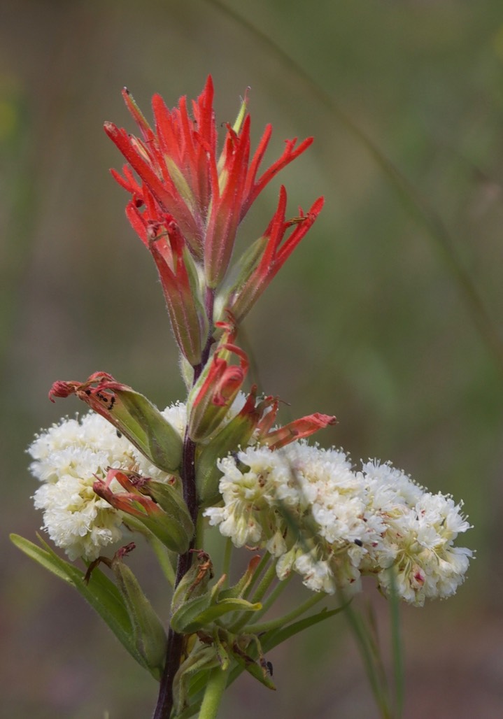 Castilleja sp