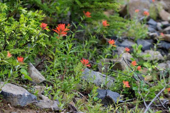 Castilleja sp?a