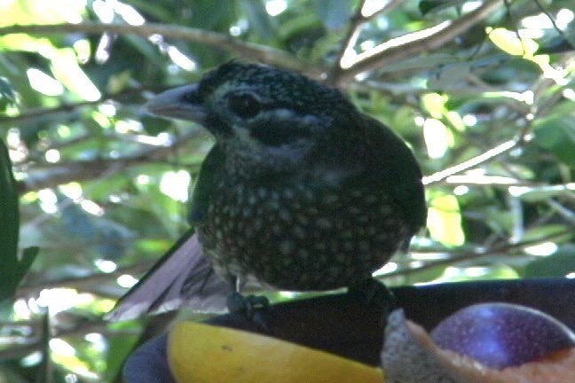 Catbird, Spotted 1_1