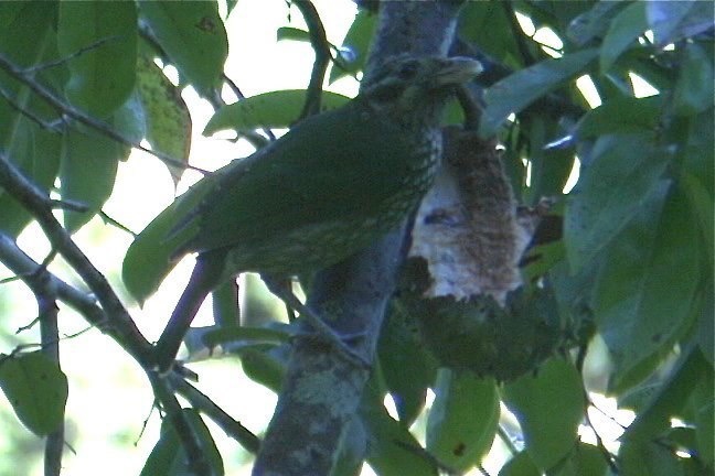 Catbird, Spotted 1