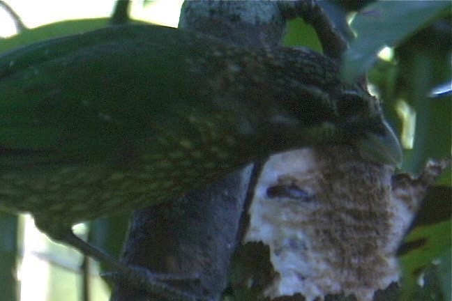 Catbird, Spotted 2