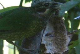 Catbird, Spotted 3