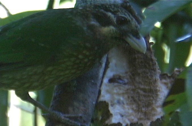 Catbird, Spotted 4