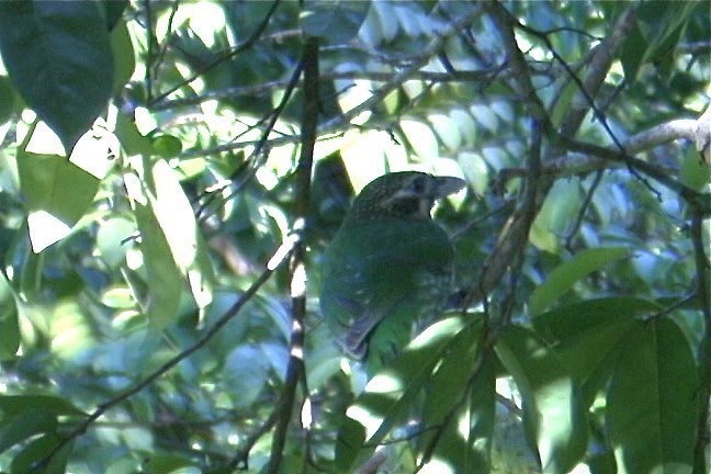 Catbird, Spotted 5