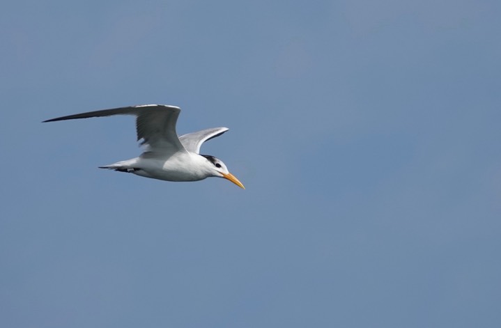 Cayenne Tern, Thalasseus eurygnatha2