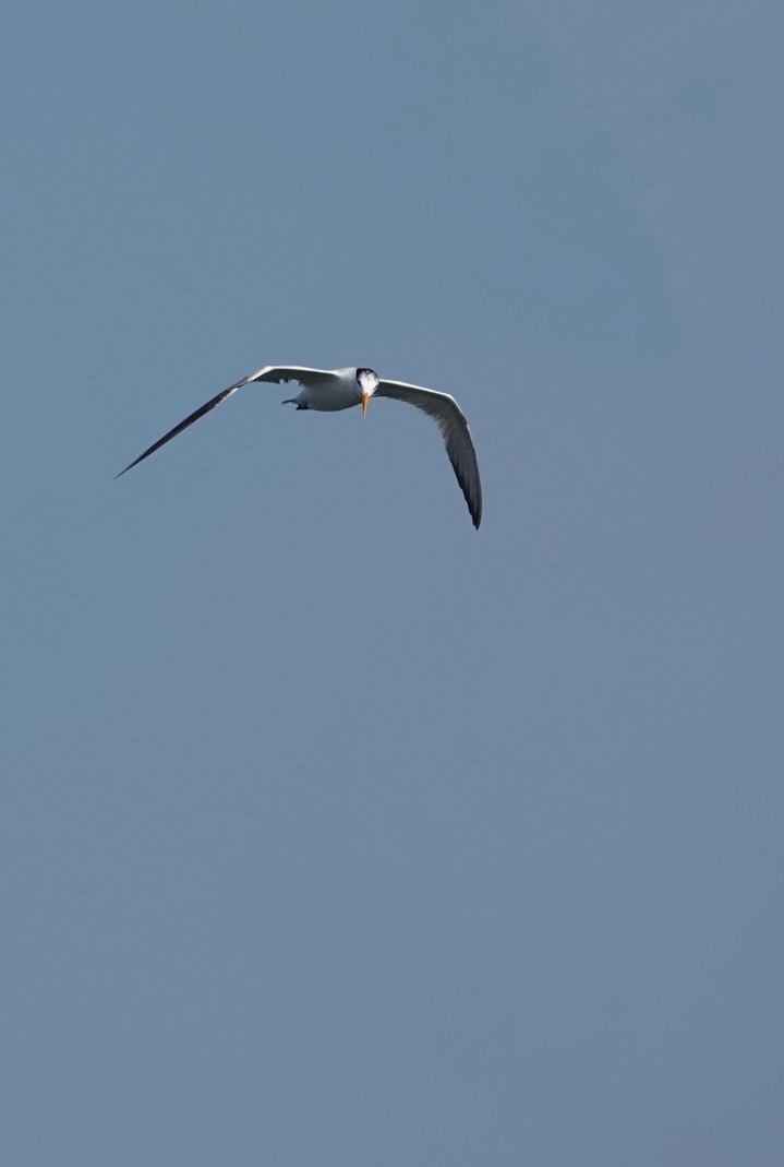 Cayenne Tern, Thalasseus eurygnatha3