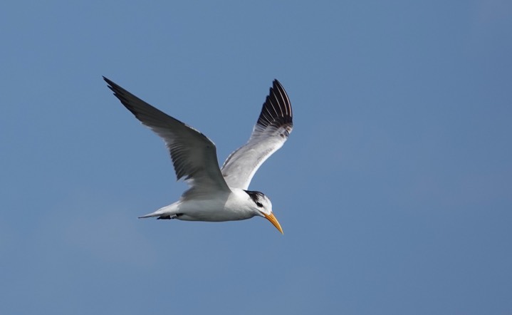 Cayenne Tern, Thalasseus eurygnatha1