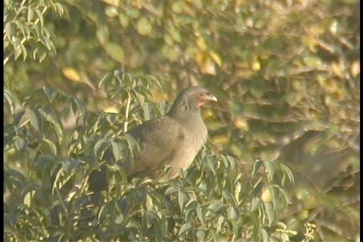 Chachalaca, Chaco