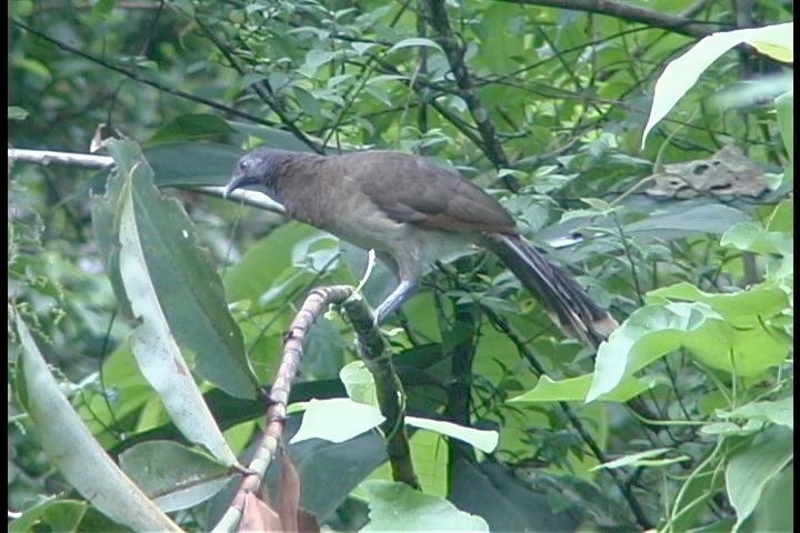 Chachalaca, Gray-headed