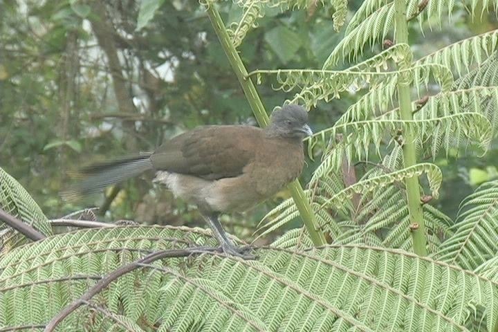 Chachalaca, Grey-headed5