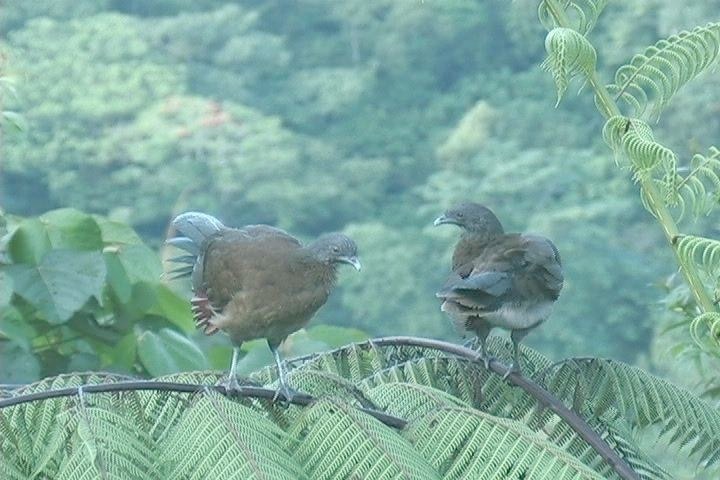 Chachalaca, Grey-headed6