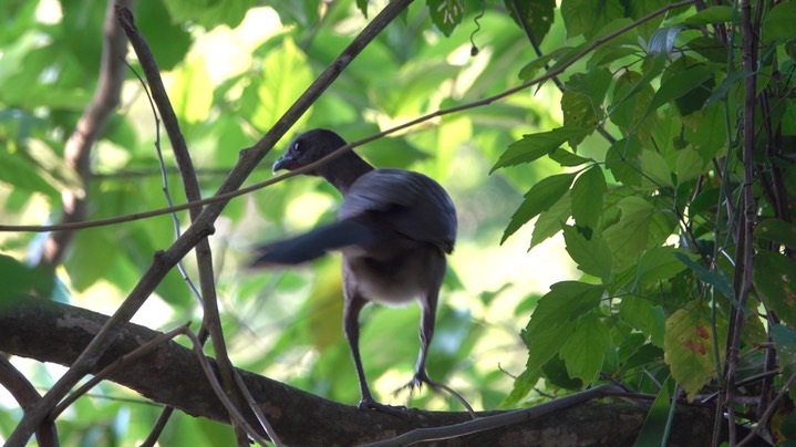 Chachalaca, Plain (Belize 2021) b