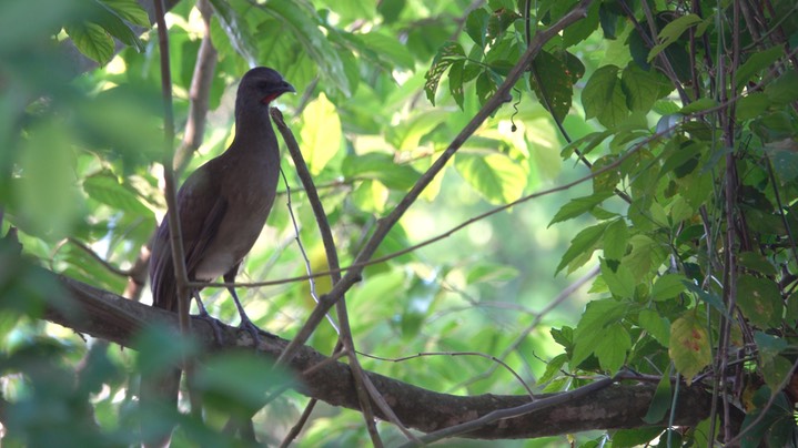 Chachalaca, Plain (Belize 2021) a