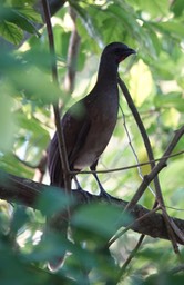 Chachalaca, Plain - Ortalis vetula