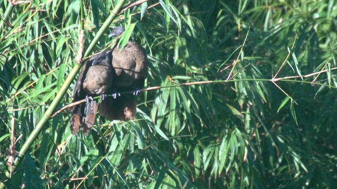 Chachalaca, Rufous-vented 1