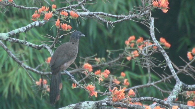 Chachalaca, Rufous-vented 2