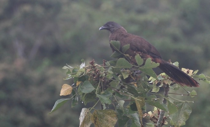 Chachalaca, Rufous-vented 3