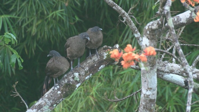 Chachalaca, Rufous-vented 4