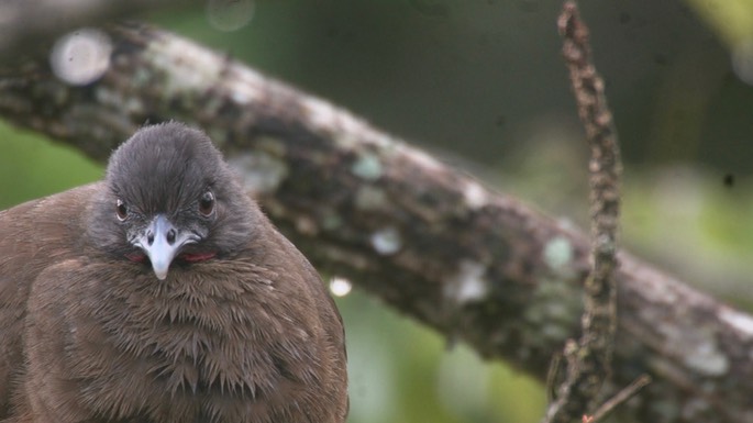 Chachalaca, Rufous-vented 6