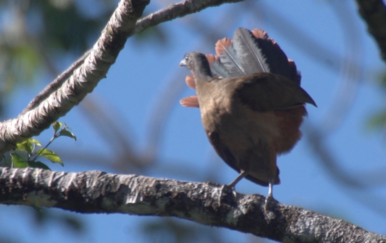 Chachalaca, Rufous-vented