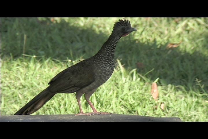 Chachalaca, Speckled 1