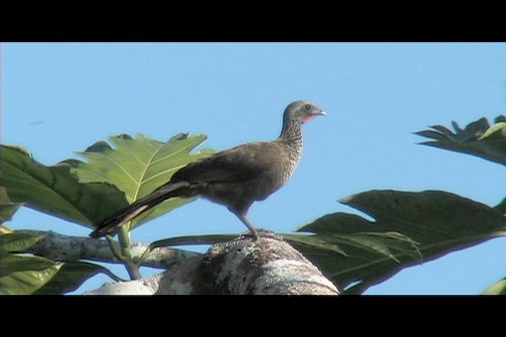 Chachalaca, Speckled 3