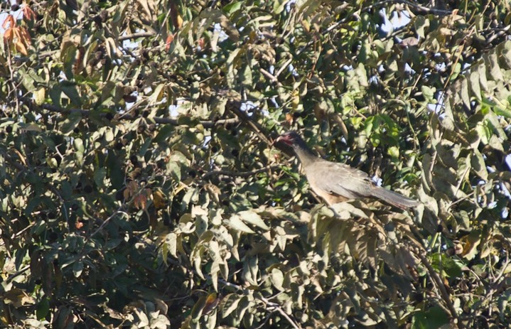 Chaco Chachalaca, Ortalis canicollis