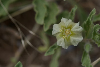 Chamaesaracha soridida, Hairy Five Eyes, possibly C. coronopus2