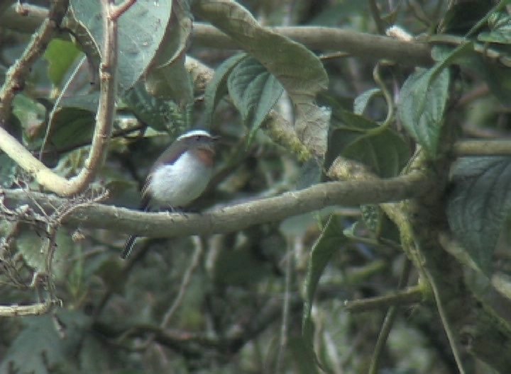 Chat-Tyrant, Rufous-breasted 3