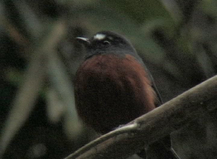 Chat-Tyrant, Slaty-backed 1