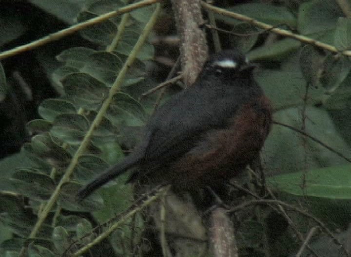 Chat-Tyrant, Slaty-backed 2