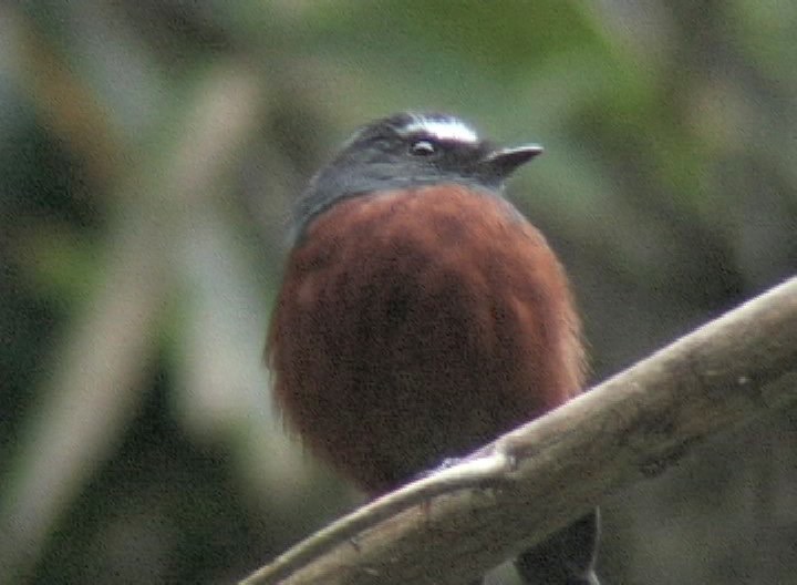 Chat-Tyrant, Slaty-backed 3