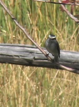 Chat-Tyrant, White-browed 1