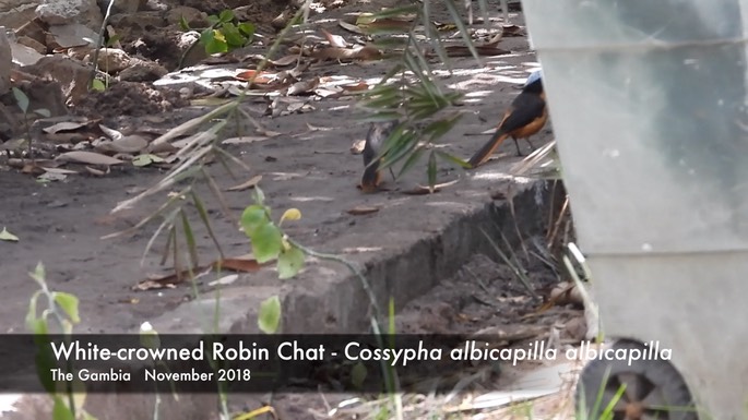 Chat, White-crowned Robin 1