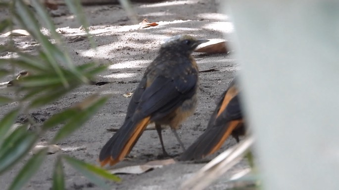 Chat, White-crowned Robin 2