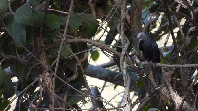 Chat, White Fronted Black - Senegal 2