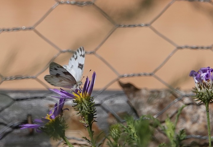 Checkered White