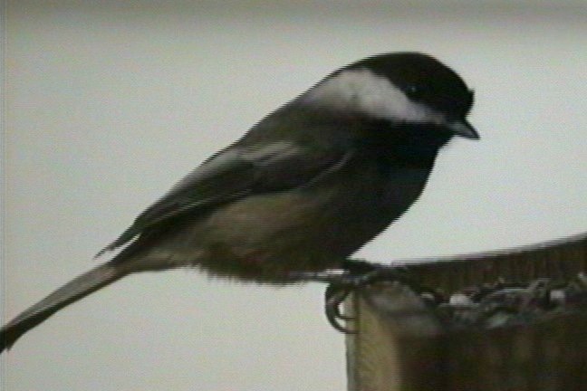 Chickadee, Black-capped 2