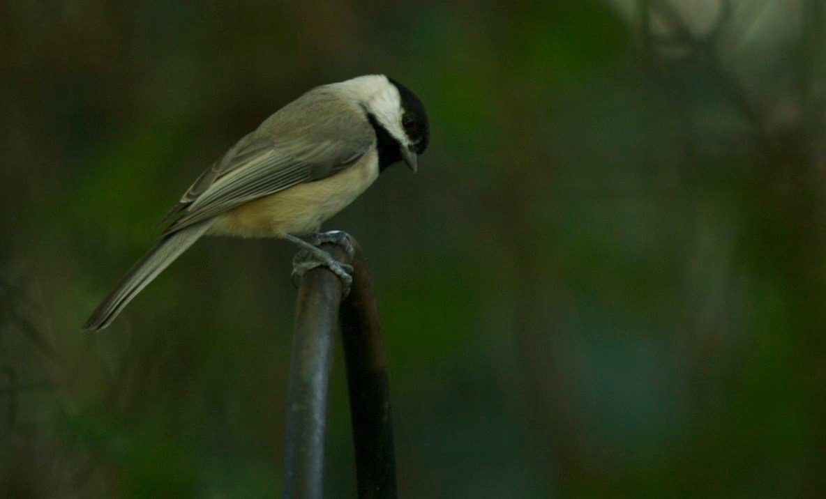 Chickadee, Carolina 1