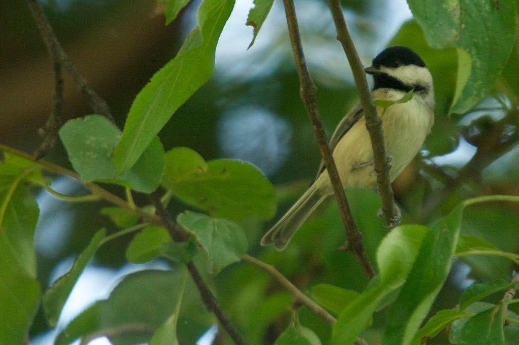 Chickadee, Carolina 2