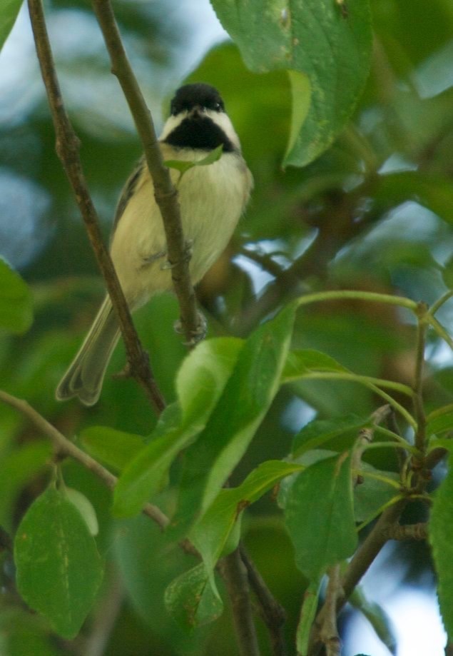 Chickadee, Carolina 3