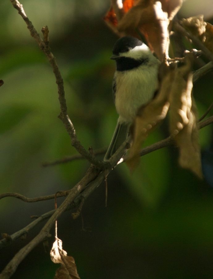 Chickadee, Carolina 4