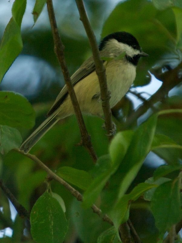 Chickadee, Carolina 6