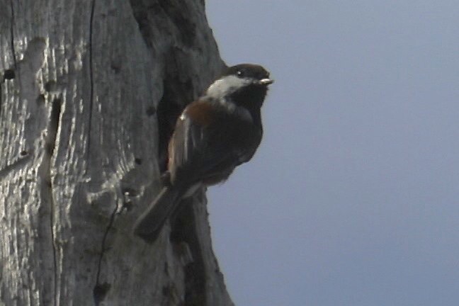 Chickadee, Chestnut-backed 1