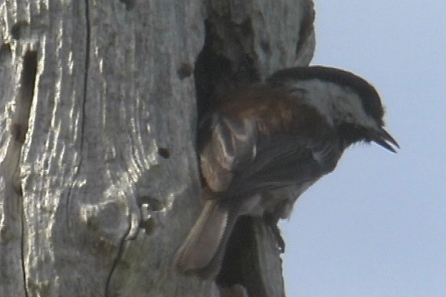 Chickadee, Chestnut-backed c